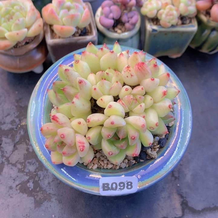 一物一拍含盆土满38包邮B098