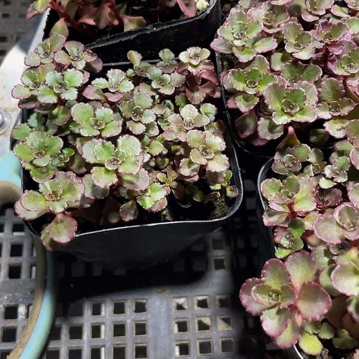 小球玫瑰带哦土发货