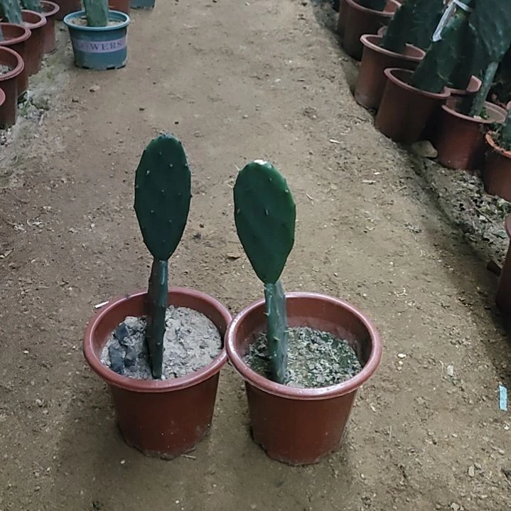 用***1黄大刺仙人掌两节两颗