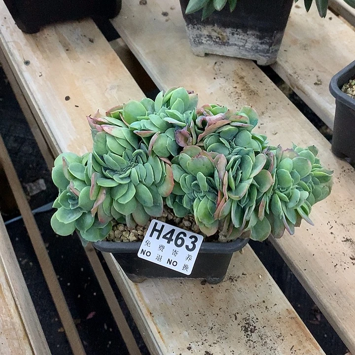 杂交缀化 非偏远38包邮 节后发