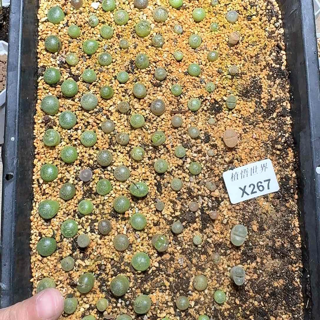 267盒的润泽我吃个多肉植物哇r