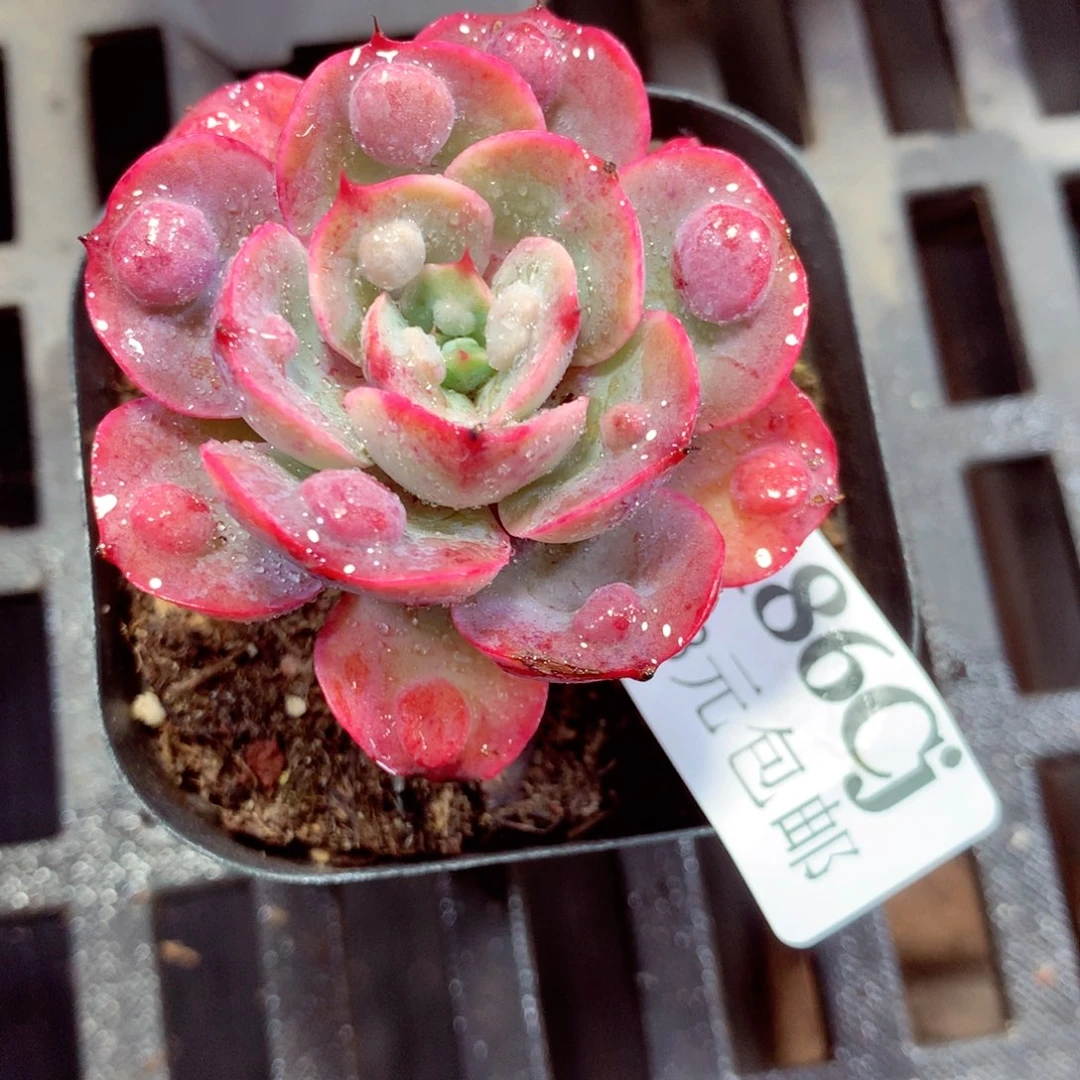 5厘米盆精控多肉186