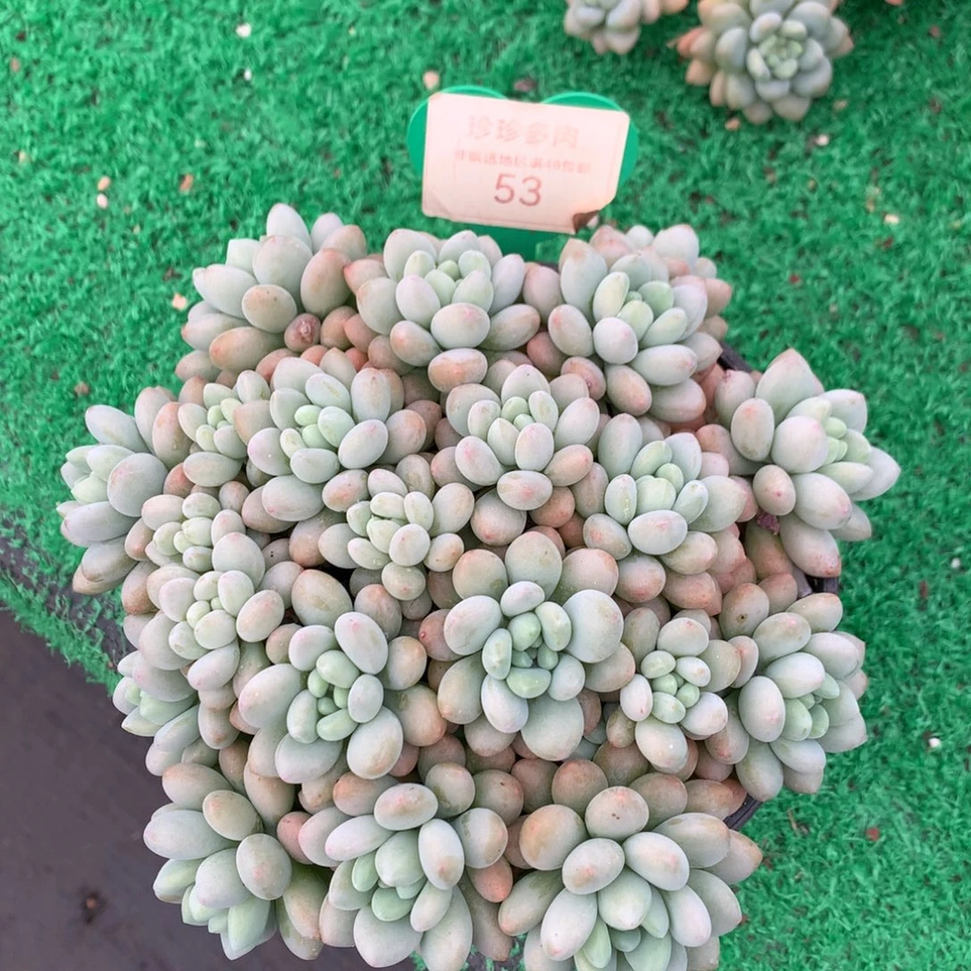 洛可可无砍平头53