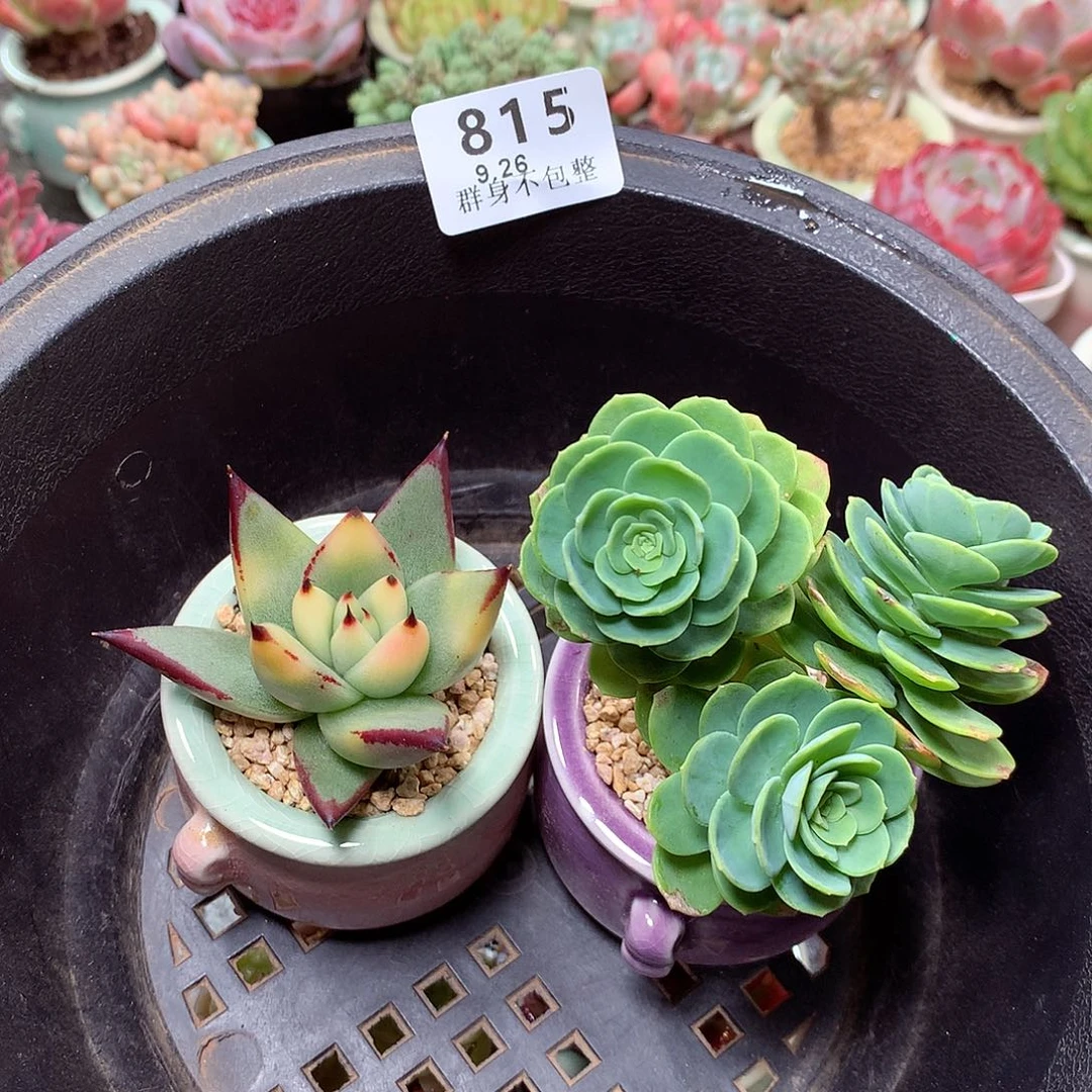 精控拇指盆9.26815