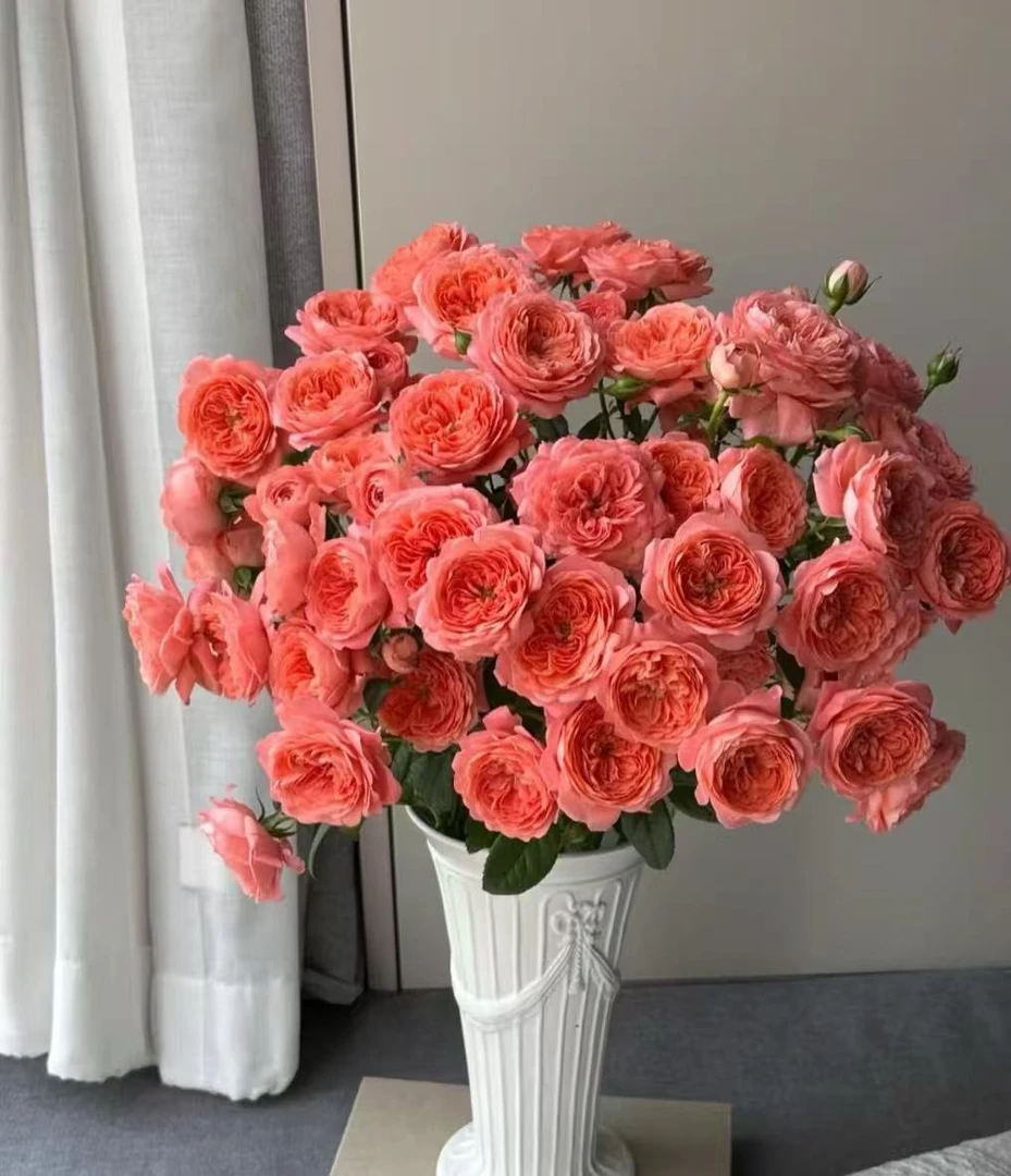 多头玫瑰-杏色果汁 云南鲜花 任意两单包邮 生鲜产品拒收不售后