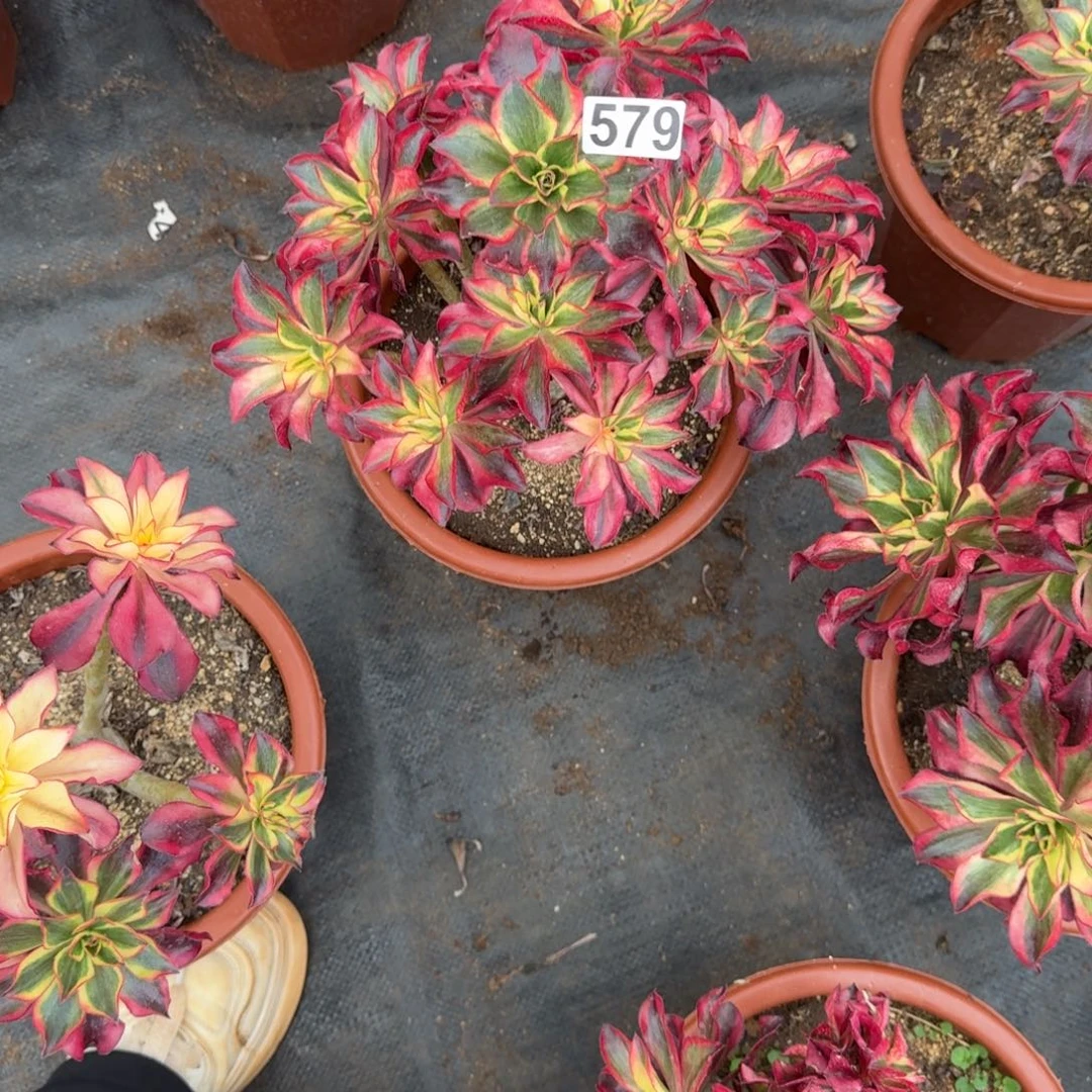 星***灯579多肉植物魅影多肉