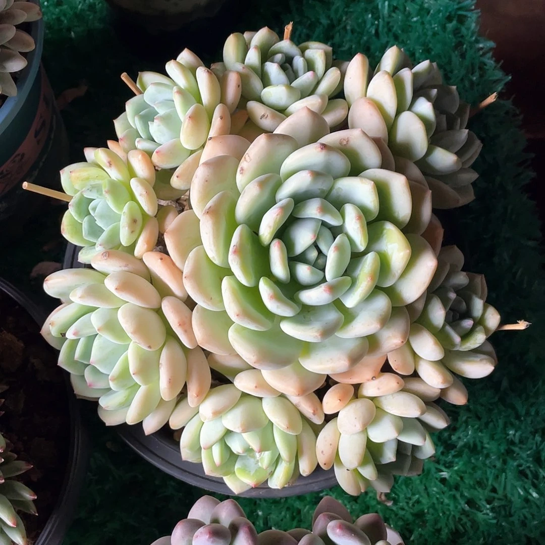 无砍捧花望舒多肉