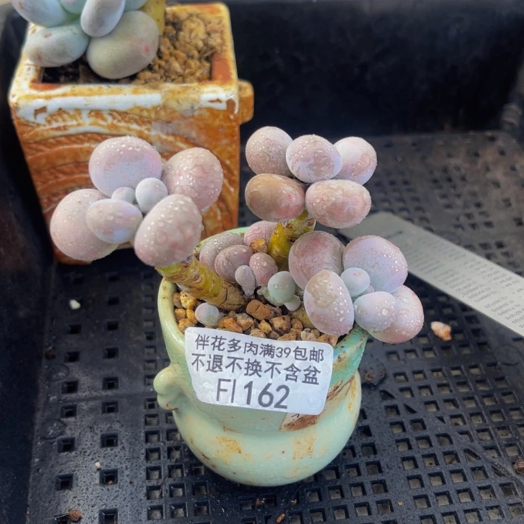 162-芭比奶多肉6cm