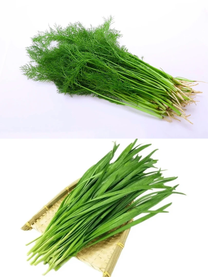 【猴瘦瘦农场】2斤韭菜➕2斤茴香组合