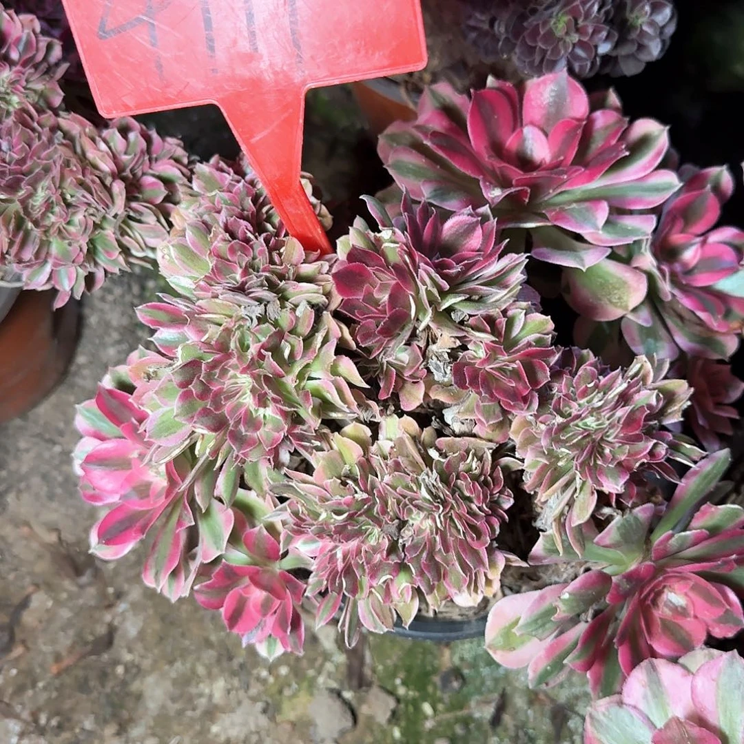 4111粉女巫缀化多肉法师