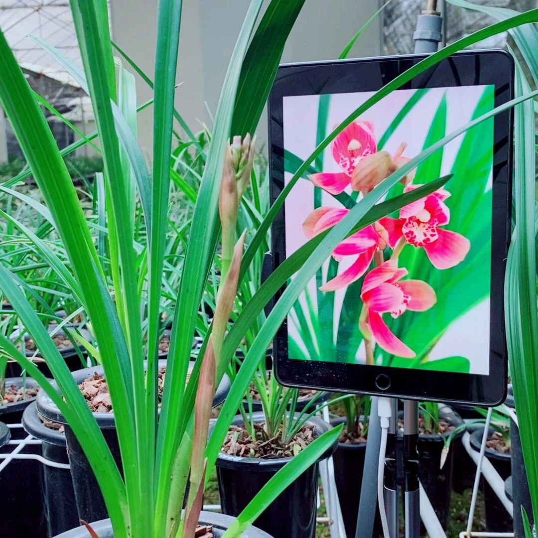 当前无花栽培后可以开花