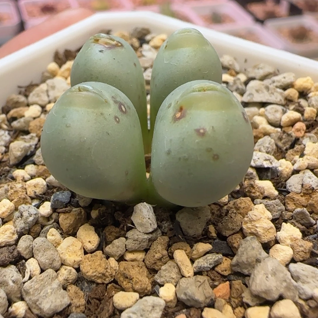 嘟嘟嘴小拳拳多肉植物