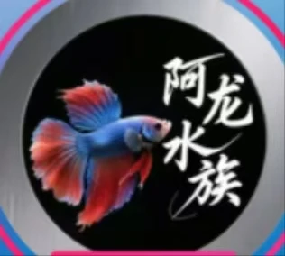 斗鱼1条
