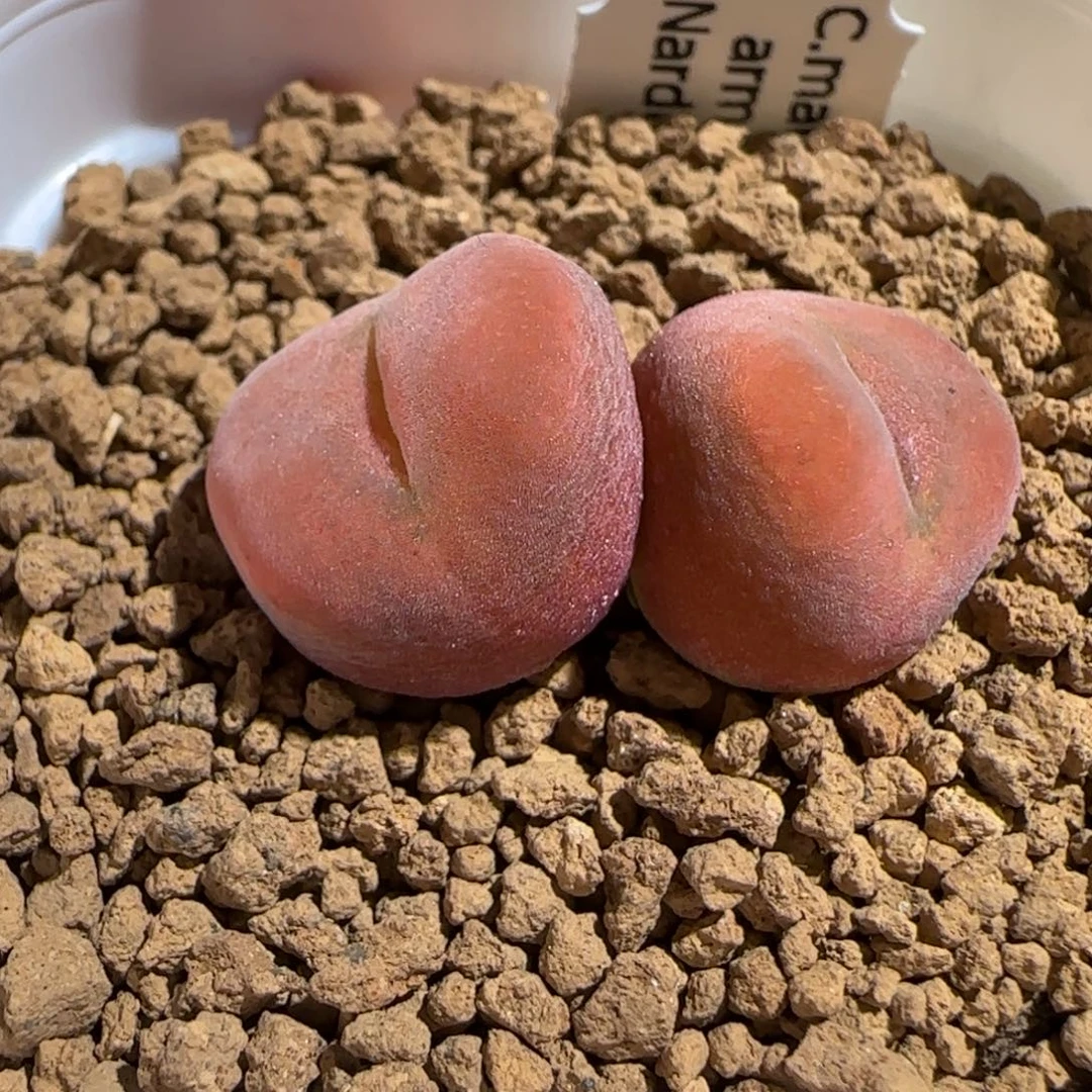 肉锥多肉植物组合-优选水蜜桃母本592