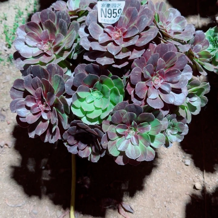 半***过959花月夜官服30左右2