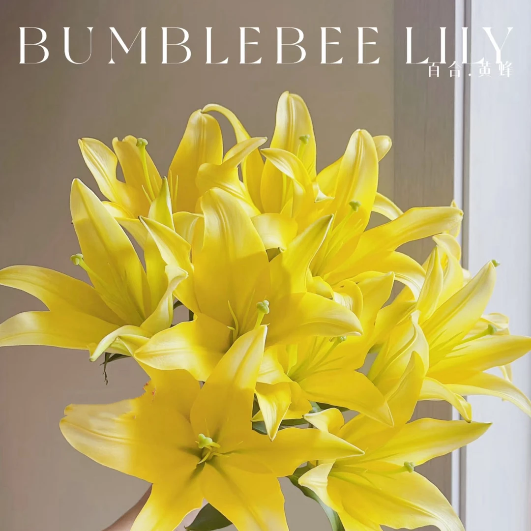 （大黄蜂多头）果香形香水百合 东北鲜花原产 黑吉辽蒙 顺丰包邮