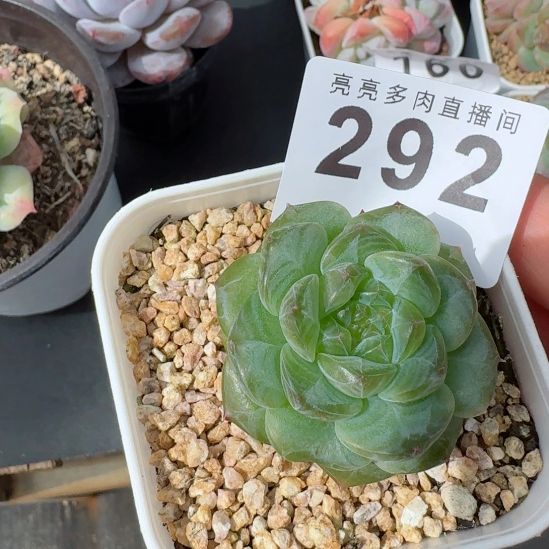 绿体珍妮            精美多肉植物