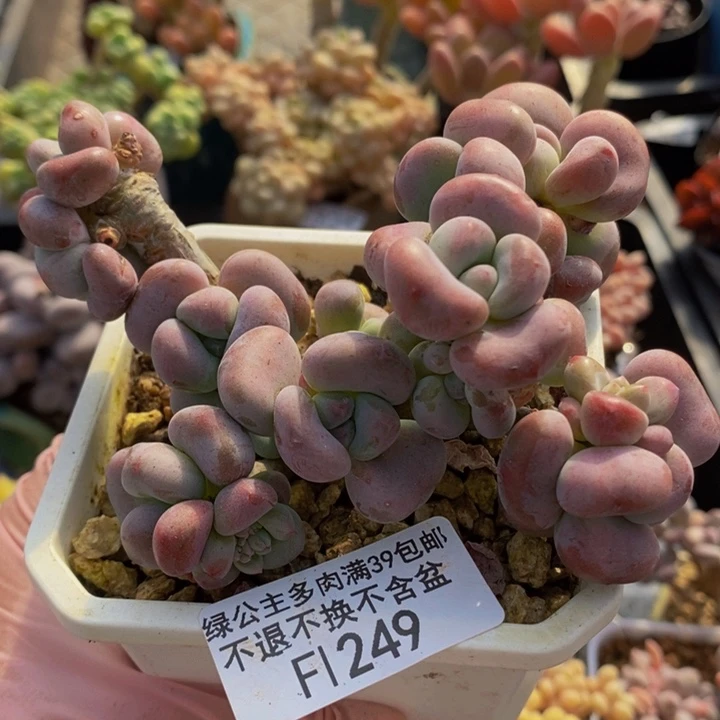 腰子洛神红洛神9cm249多肉