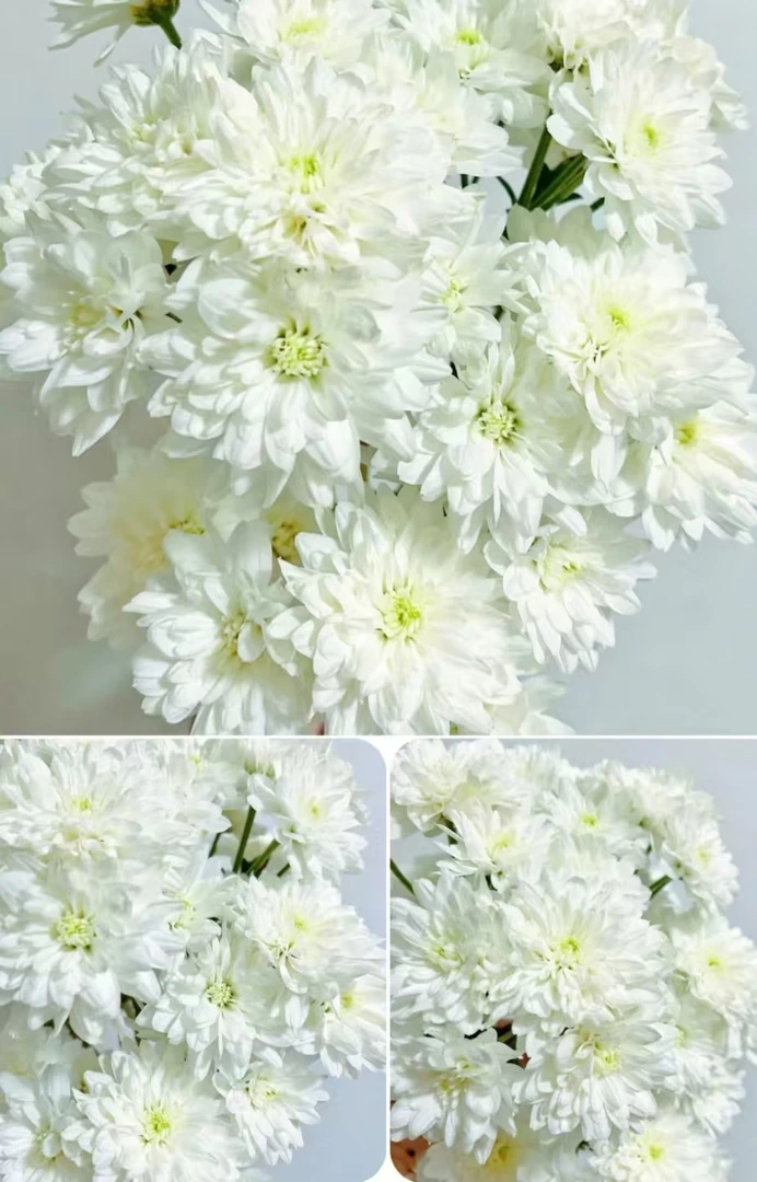 白闪耀小雏菊一把   云南基地鲜花   家养水养