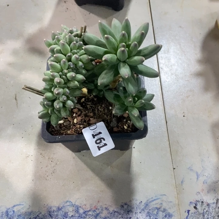 风****161千代田缀多肉植物
