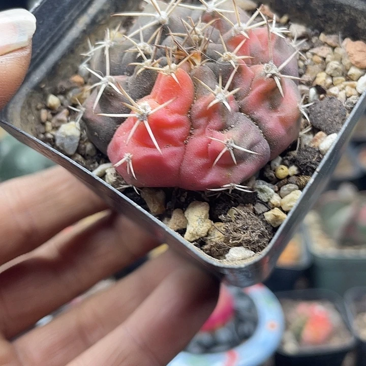 实生绯牡丹锦一颗包邮