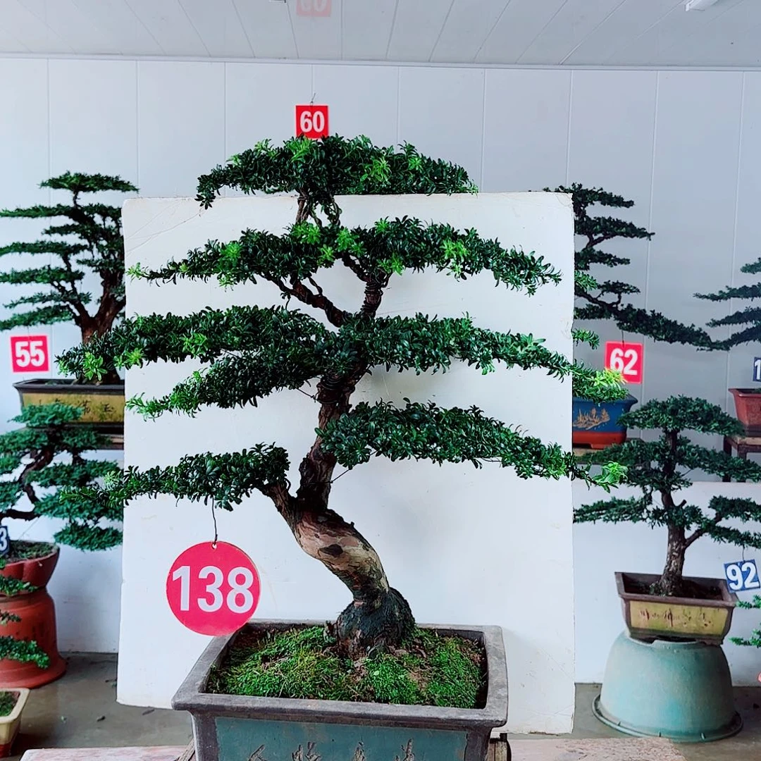 无花朵罗汉松22222222