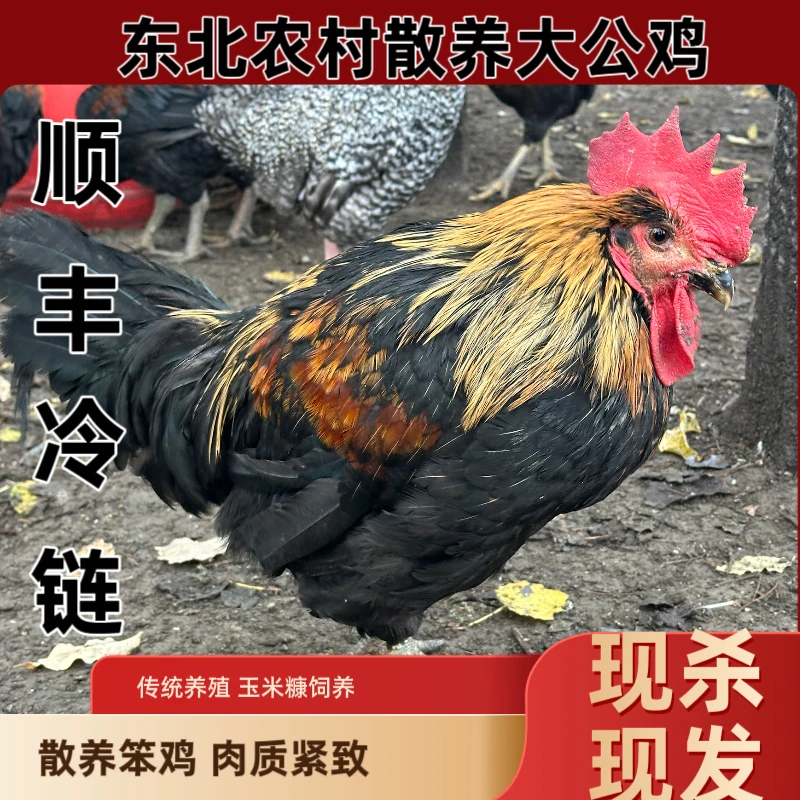 哈尔滨林子散养大公鸡肉质紧致顺丰冷链发货