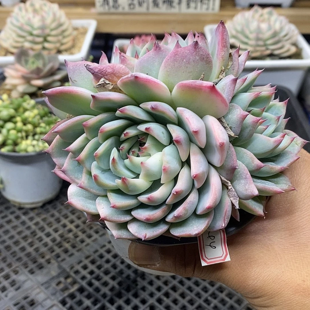 0344 福利吉娃娃锦 不售后