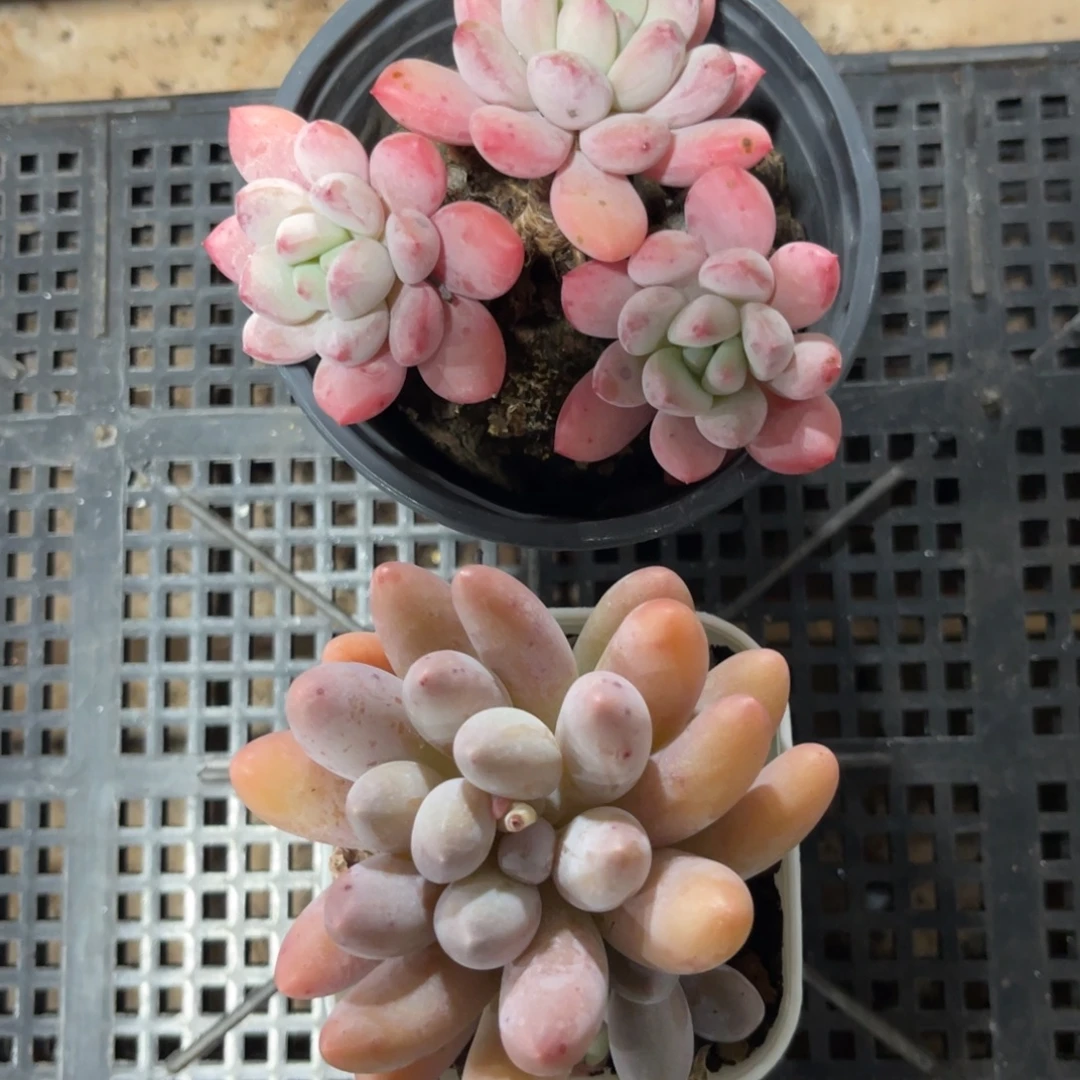 云尘多肉一物一拍1315