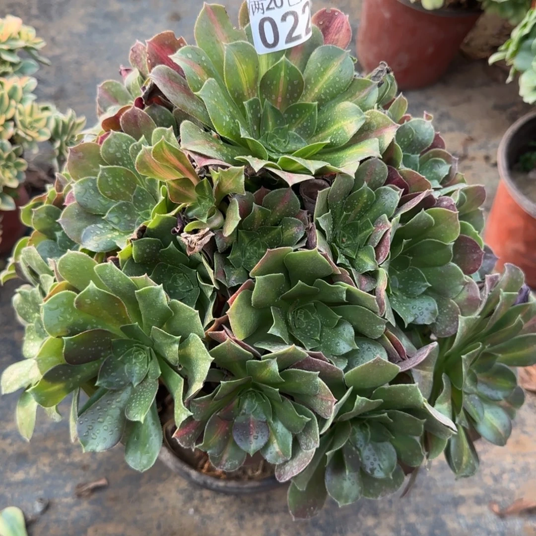 女中022满20包邮断枝不包