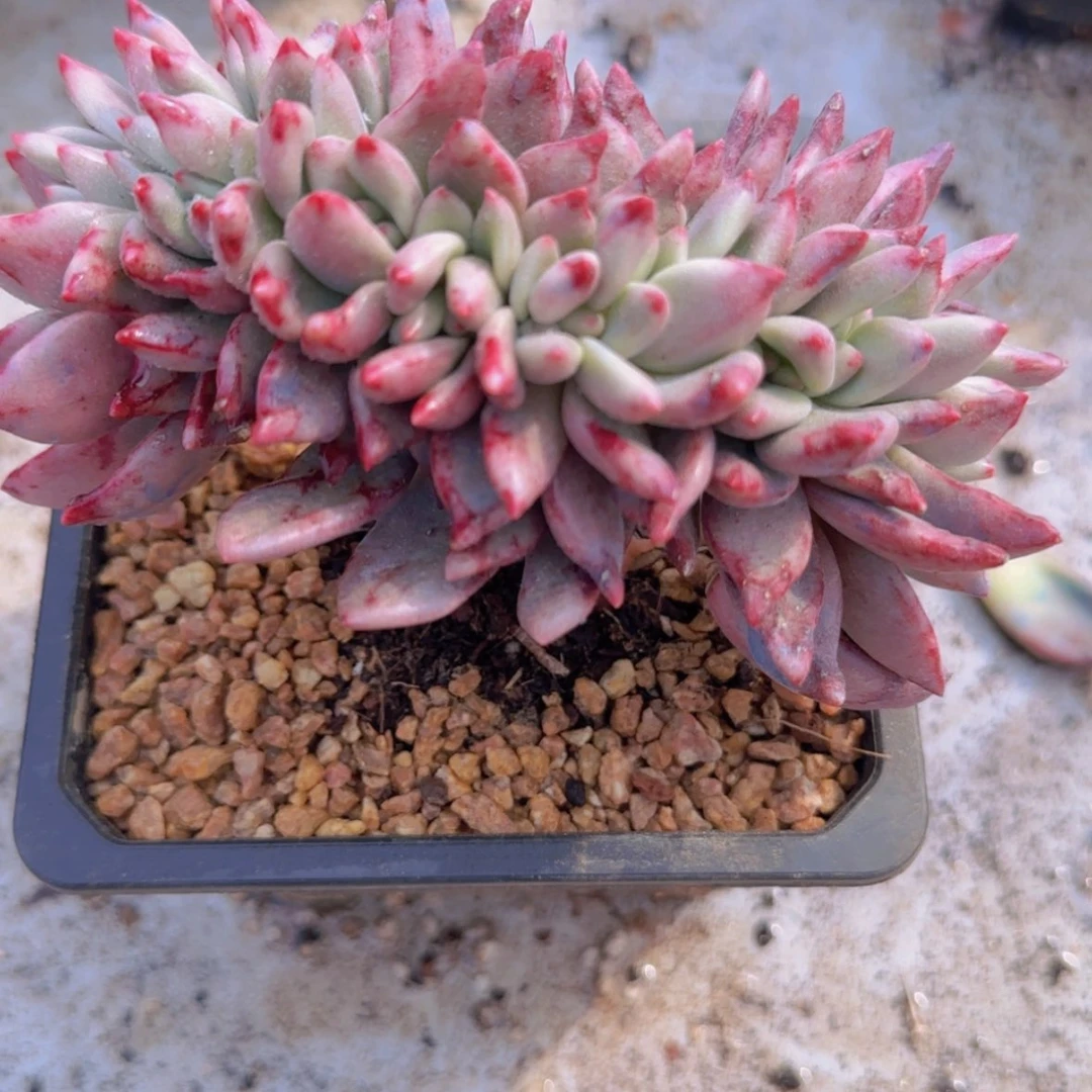 【闪购商品】桃花源缀