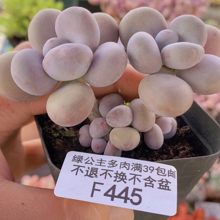 彩虹奶老桩445多肉植物