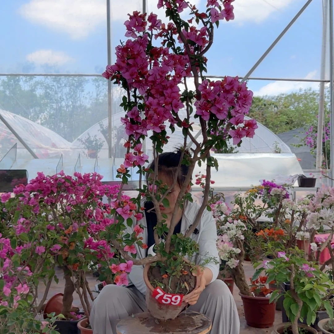 大部分花苞少量开放