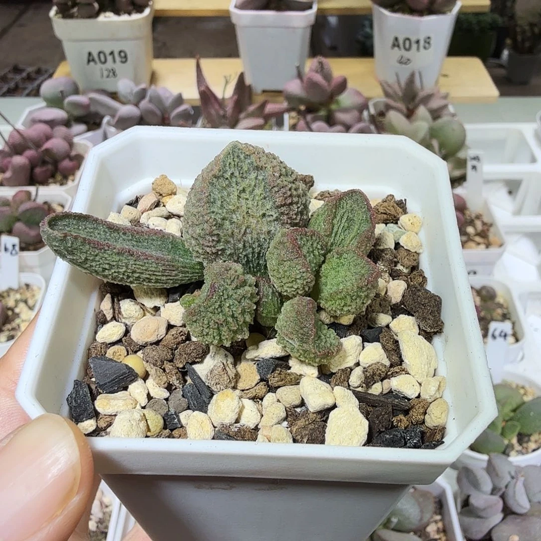 牧鱼水泡多肉植物