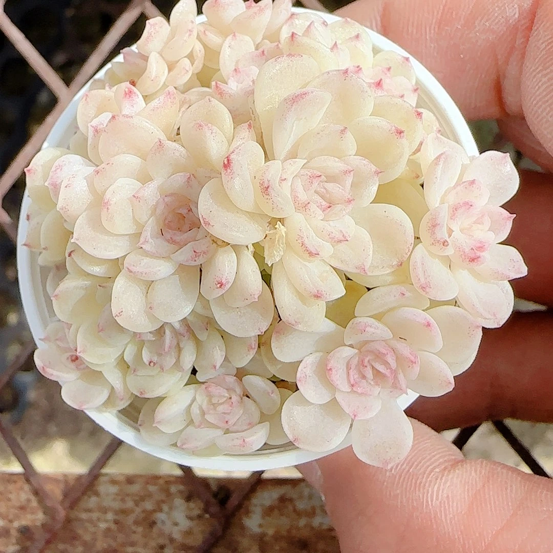 暖***❦0102-60（m1-400）优选