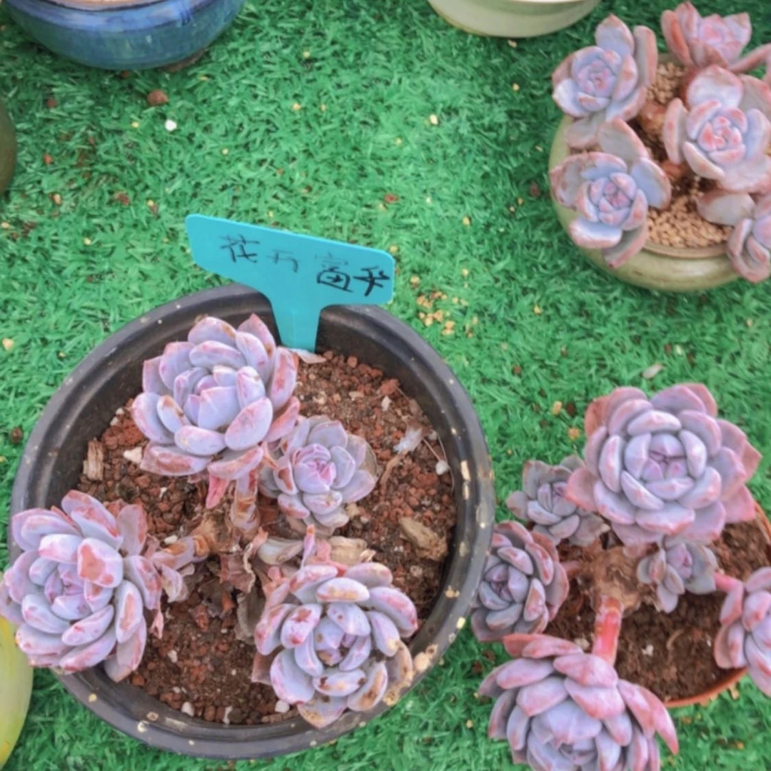 【闪购商品】花开富贵两颗111112