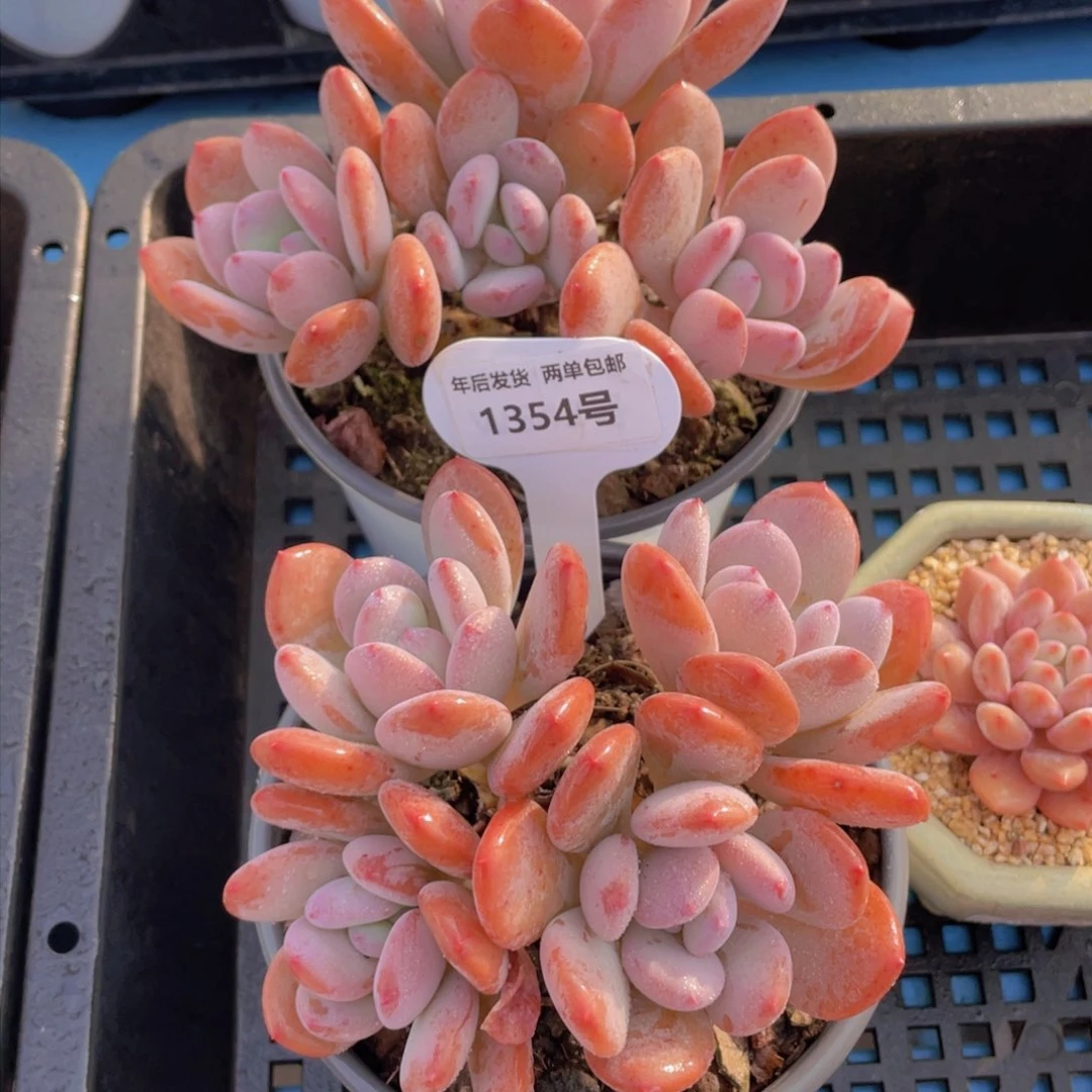 1354号老桩母本灰姑娘大群一个