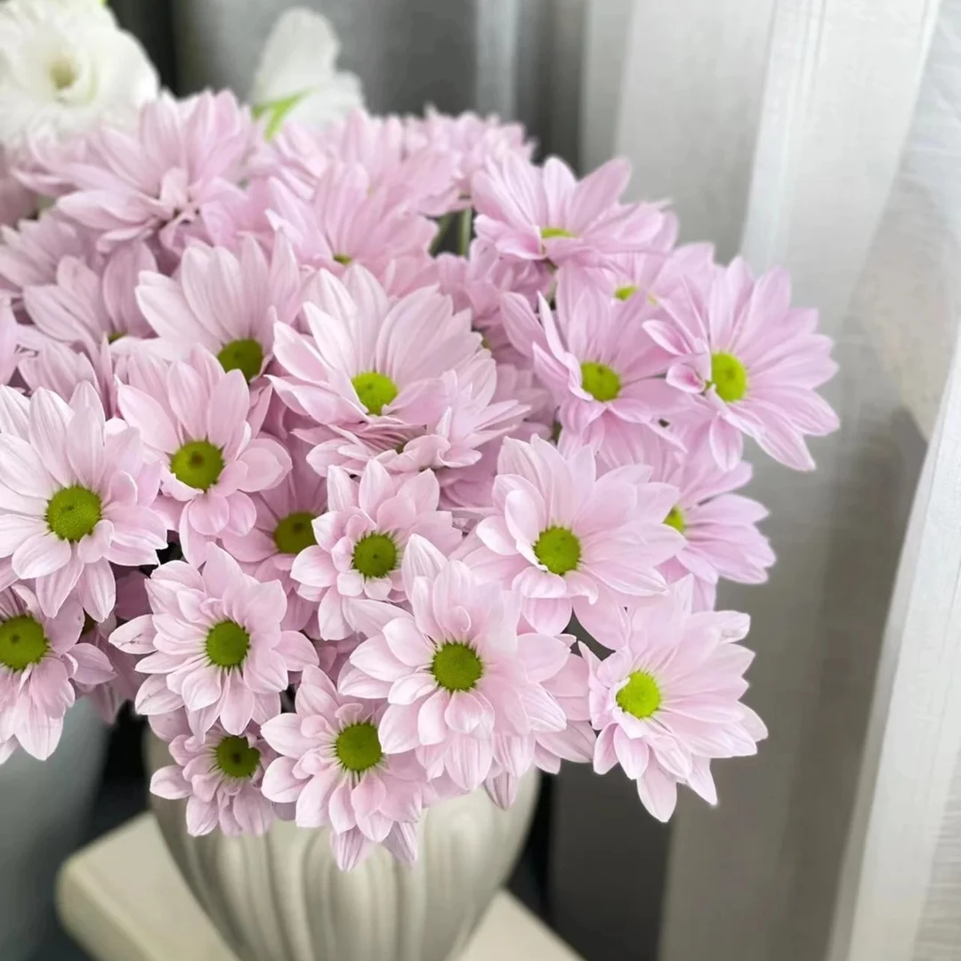 盆栽小雏菊