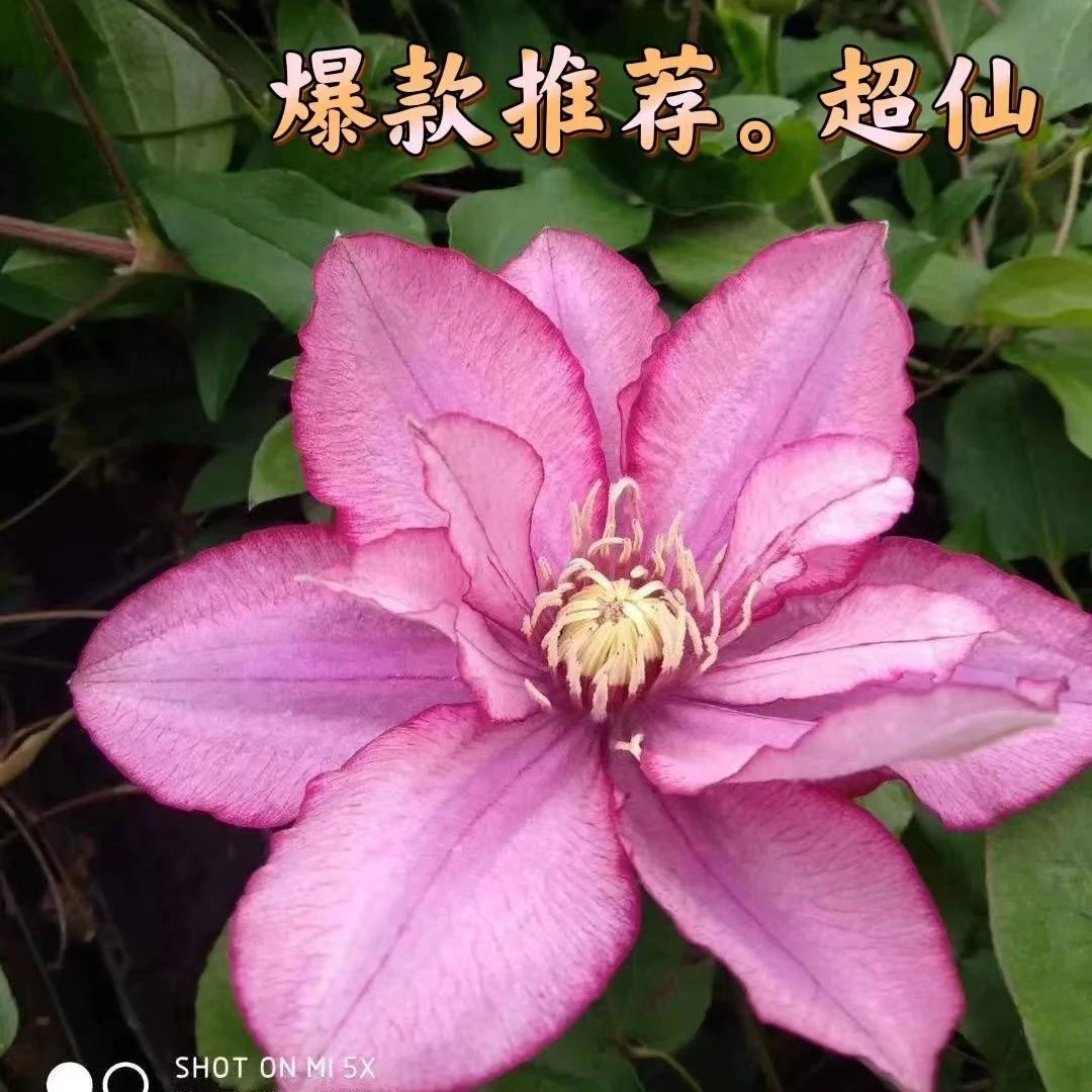 帕拉迪索天堂二类铁线莲耐寒耐热庭院阳台盆栽攀爬花卉