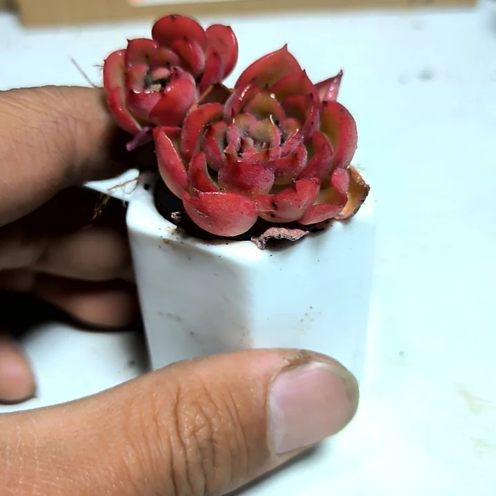 满6元包邮，高贵1/3头