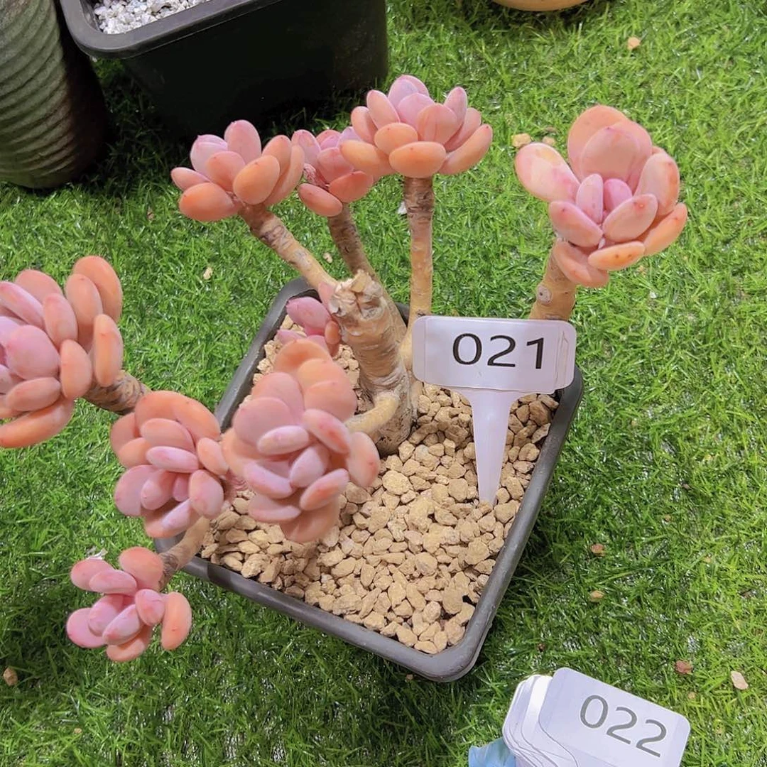 风***?021灰姑娘微瑕15元元