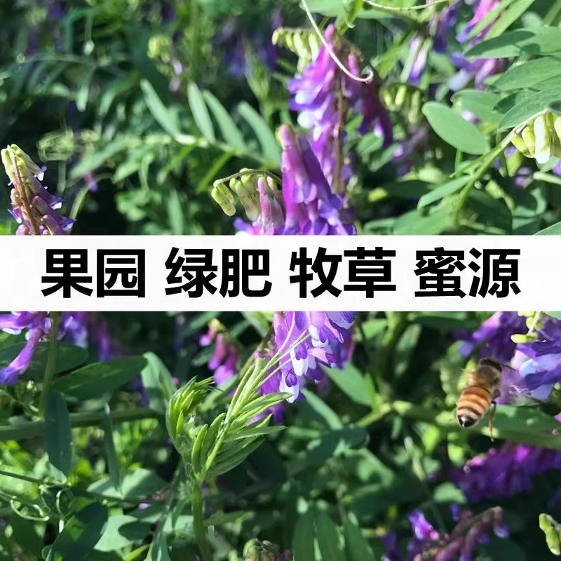 毛苕子草籽绿肥种子绿肥种籽果园野豌豆草种籽肥料牧草小草种子