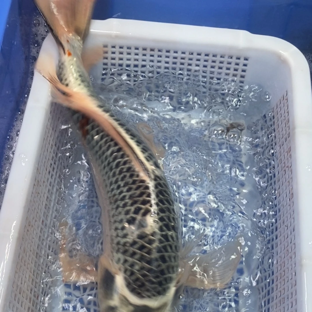 锦鲤冷水锦鲤包邮