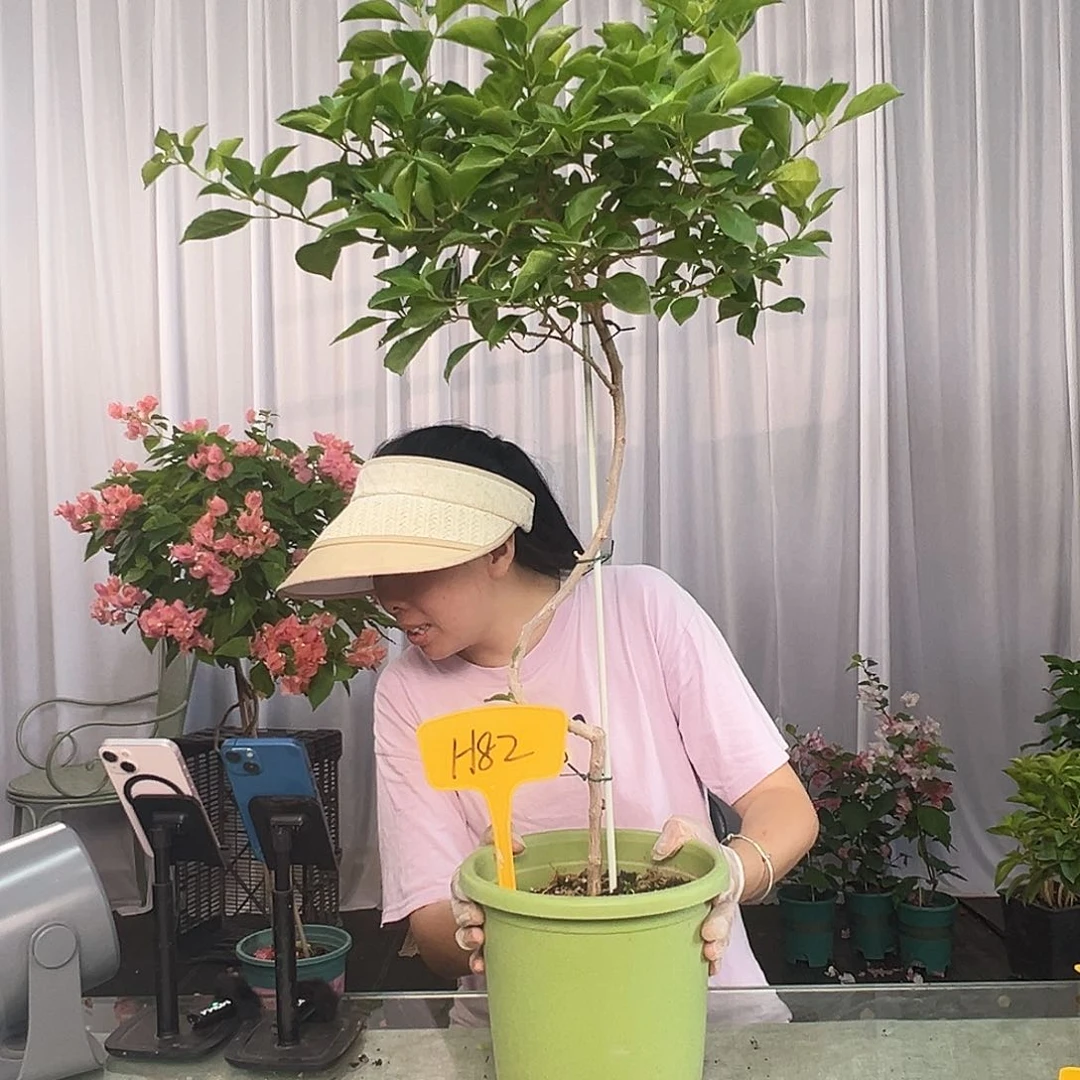 冰***大部分开放少量花苞H82佩德罗