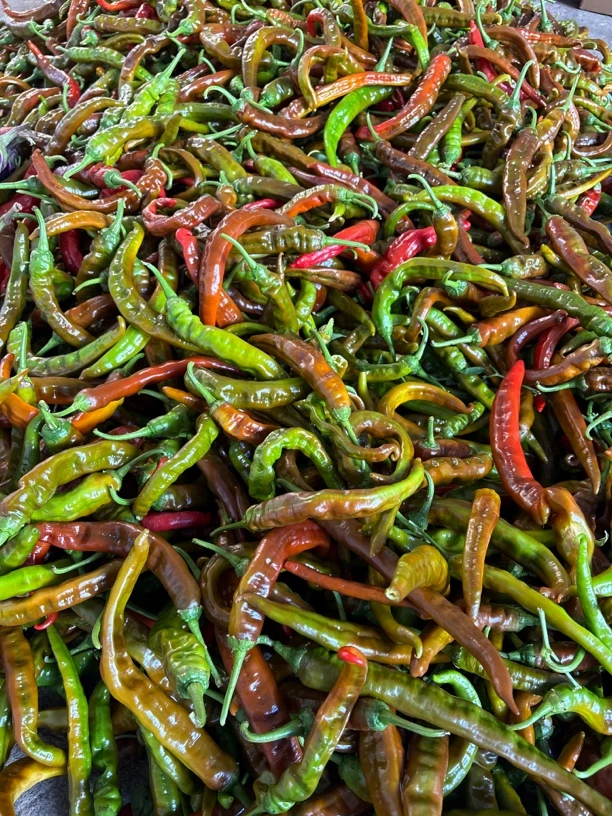 湖南农家自种现摘现发新鲜本地辣椒薄皮青椒香辣味小皱皮辣椒超辣