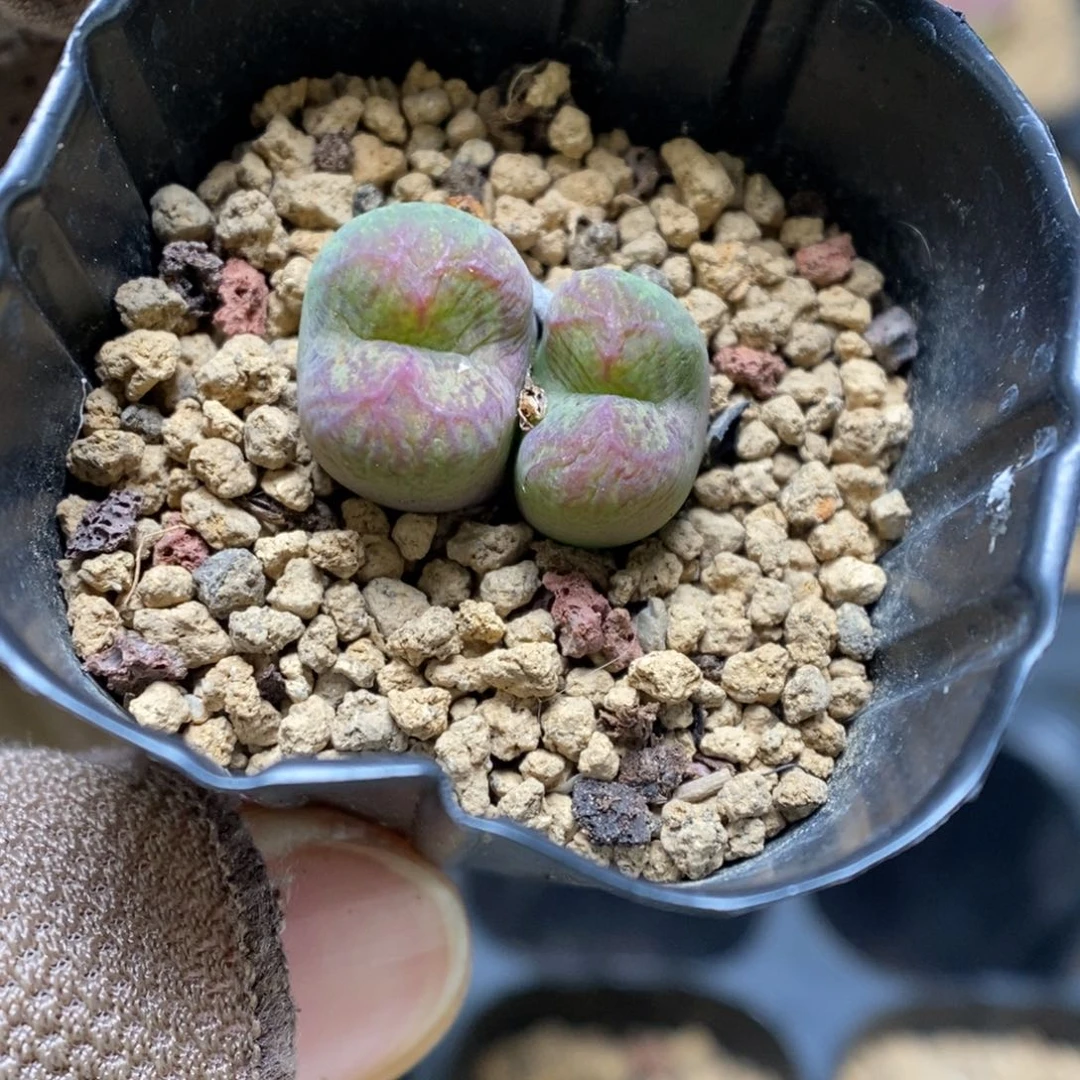 多肉植物肉锥杂交K-3435