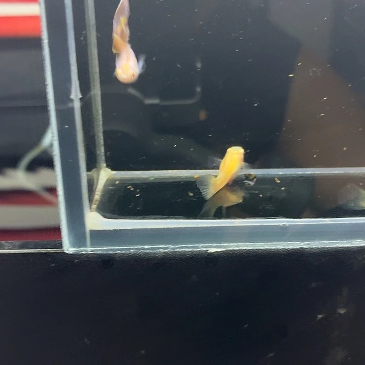 孔雀鱼幻彩马卡龙