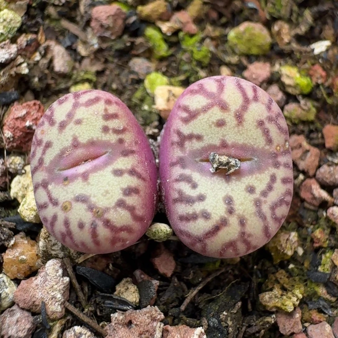 244带盆土发货00000000