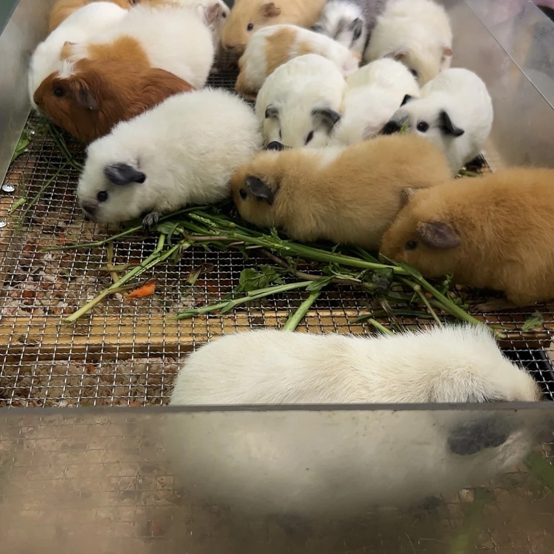 白色泰加弟弟388可爱