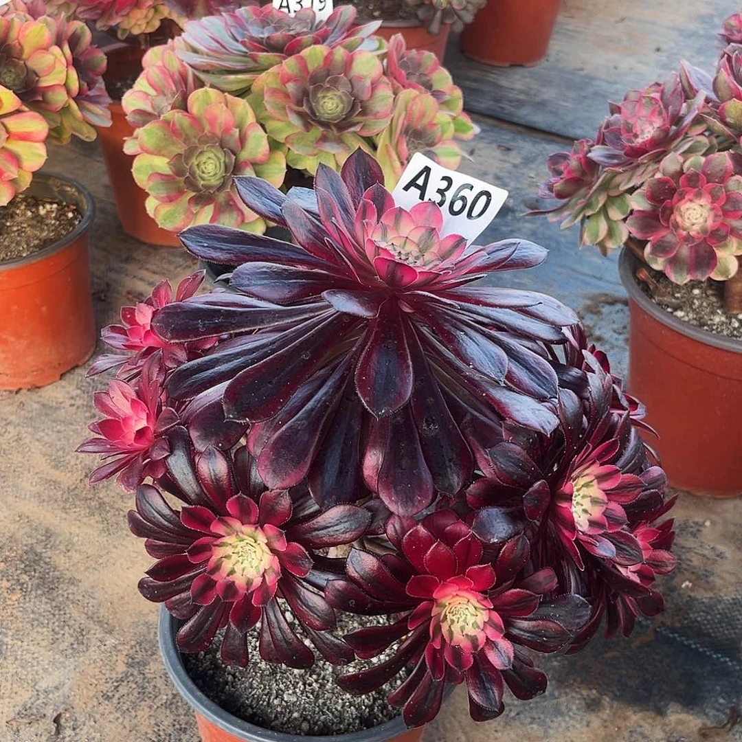 多肉植物黑铜白360多肉